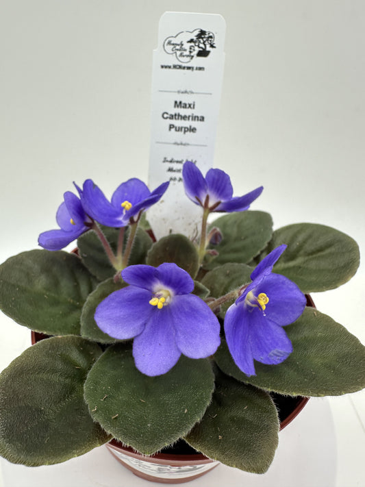 Maxi Catherina Purple - Live African Violet 4"