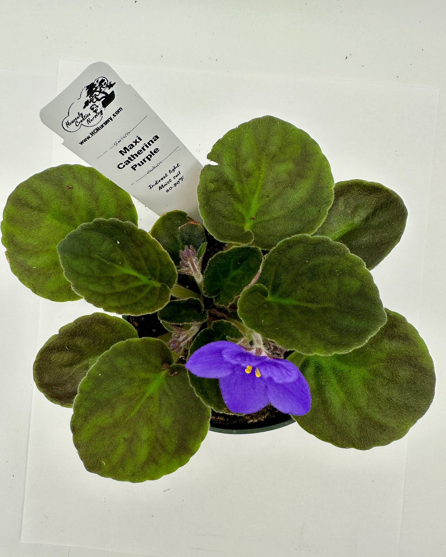 Maxi Catherina Purple - Live African Violet 4"