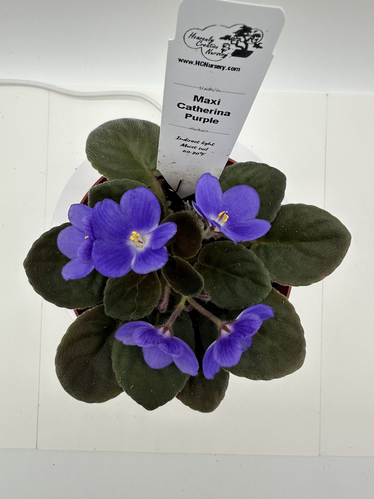 Maxi Catherina Purple - Live African Violet 4"
