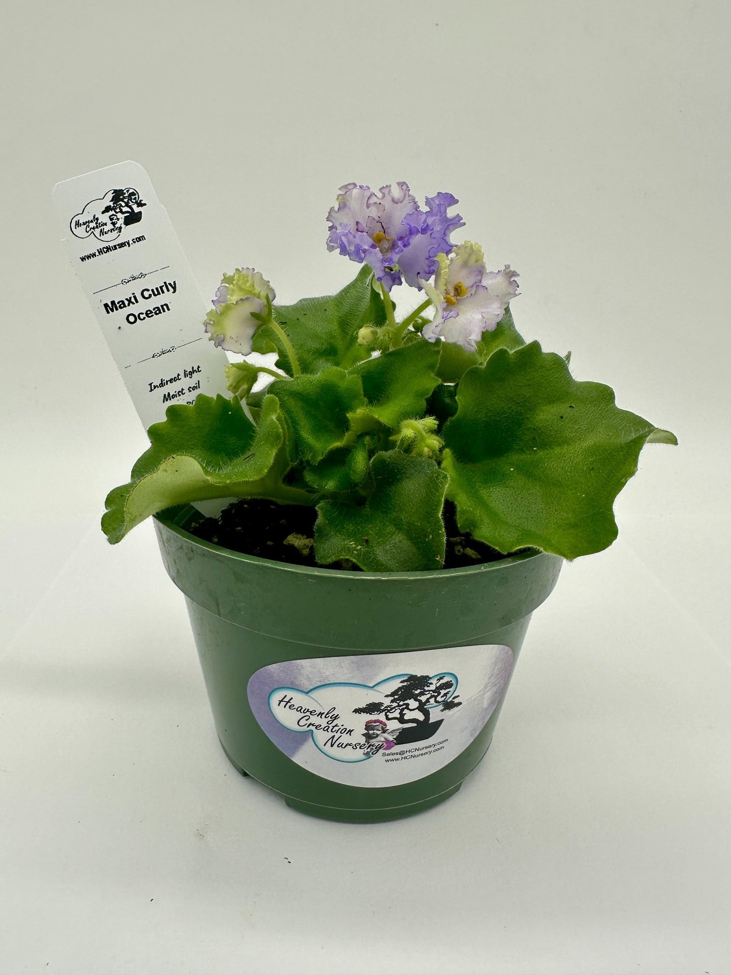 Maxi Curly Ocean - Live African Violet 4"