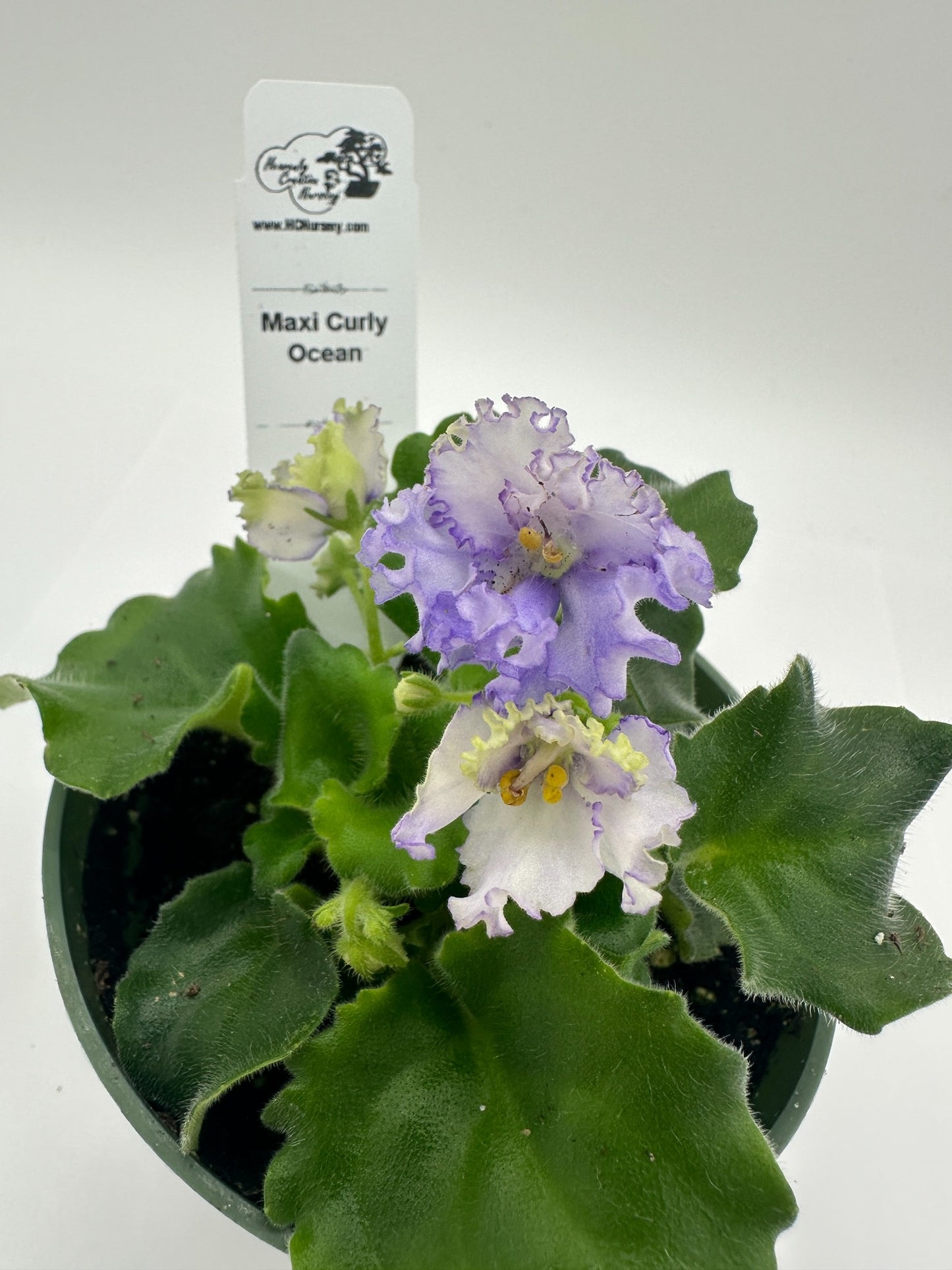 Maxi Curly Ocean - Live African Violet 4"