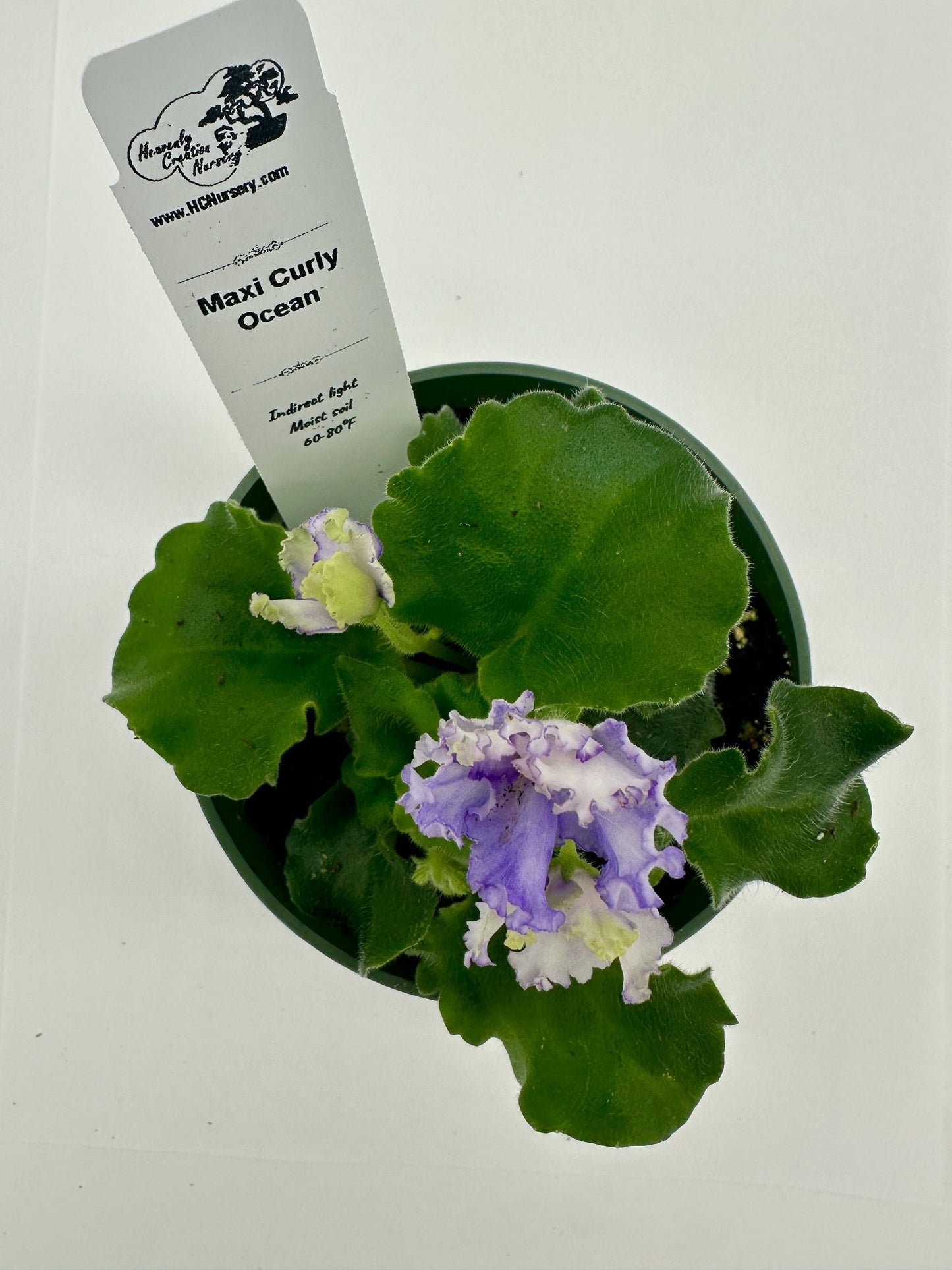 Maxi Curly Ocean - Live African Violet 4"