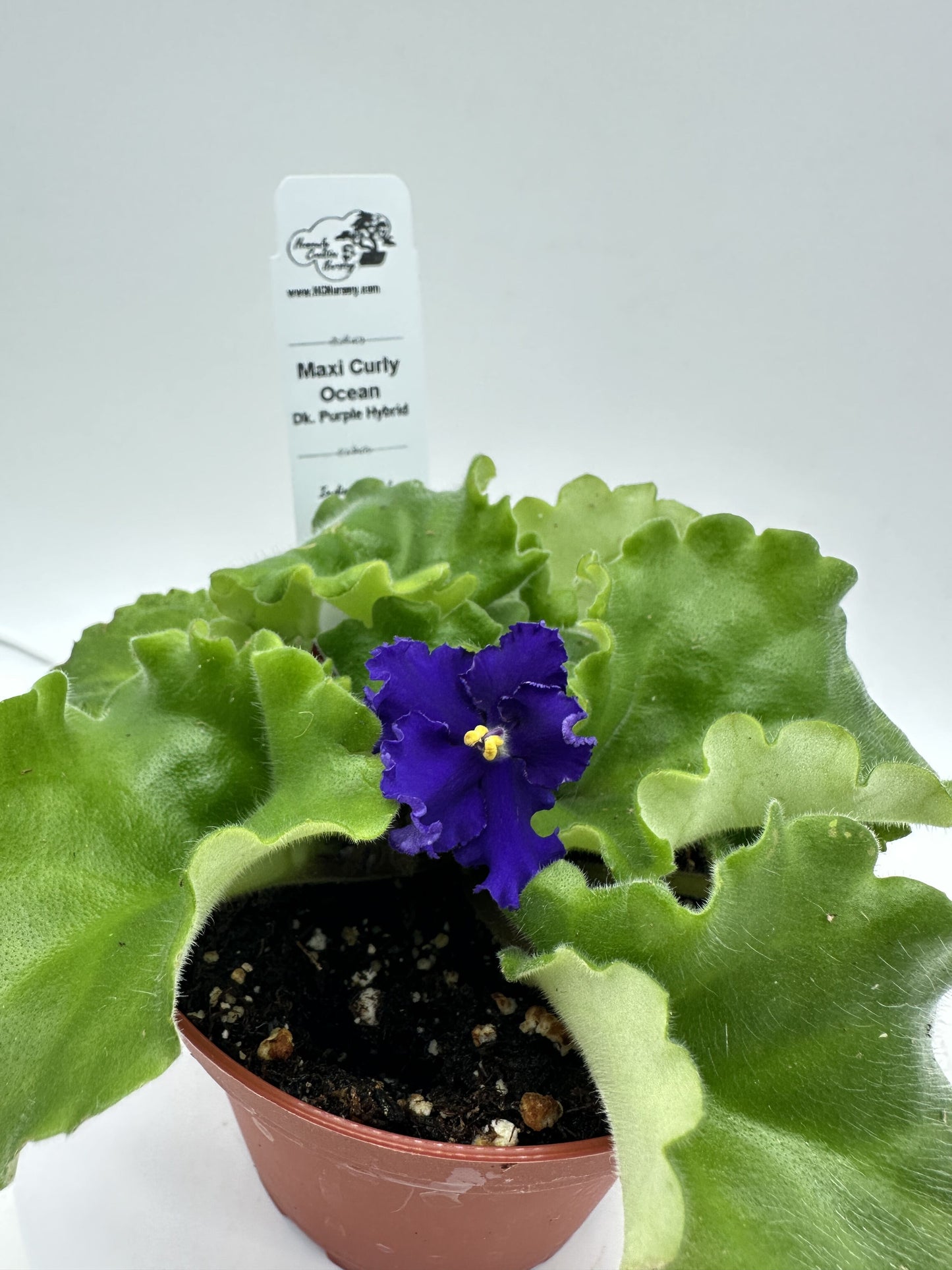 Maxi Curly Ocean - Dk. Purple Hybrid - Live African Violet 4"