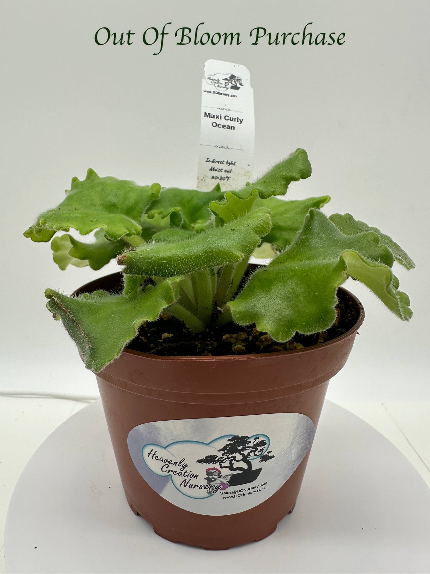 Maxi Curly Ocean - Live African Violet 4"