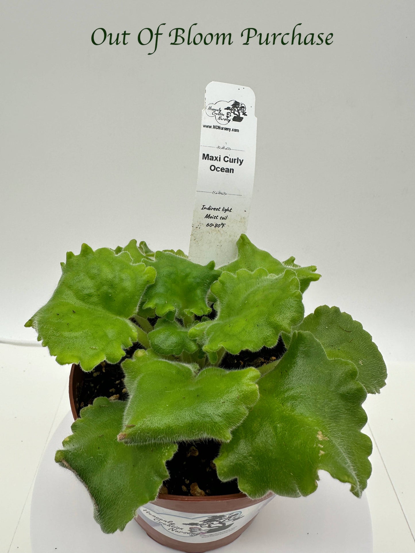 Maxi Curly Ocean - Live African Violet 4"