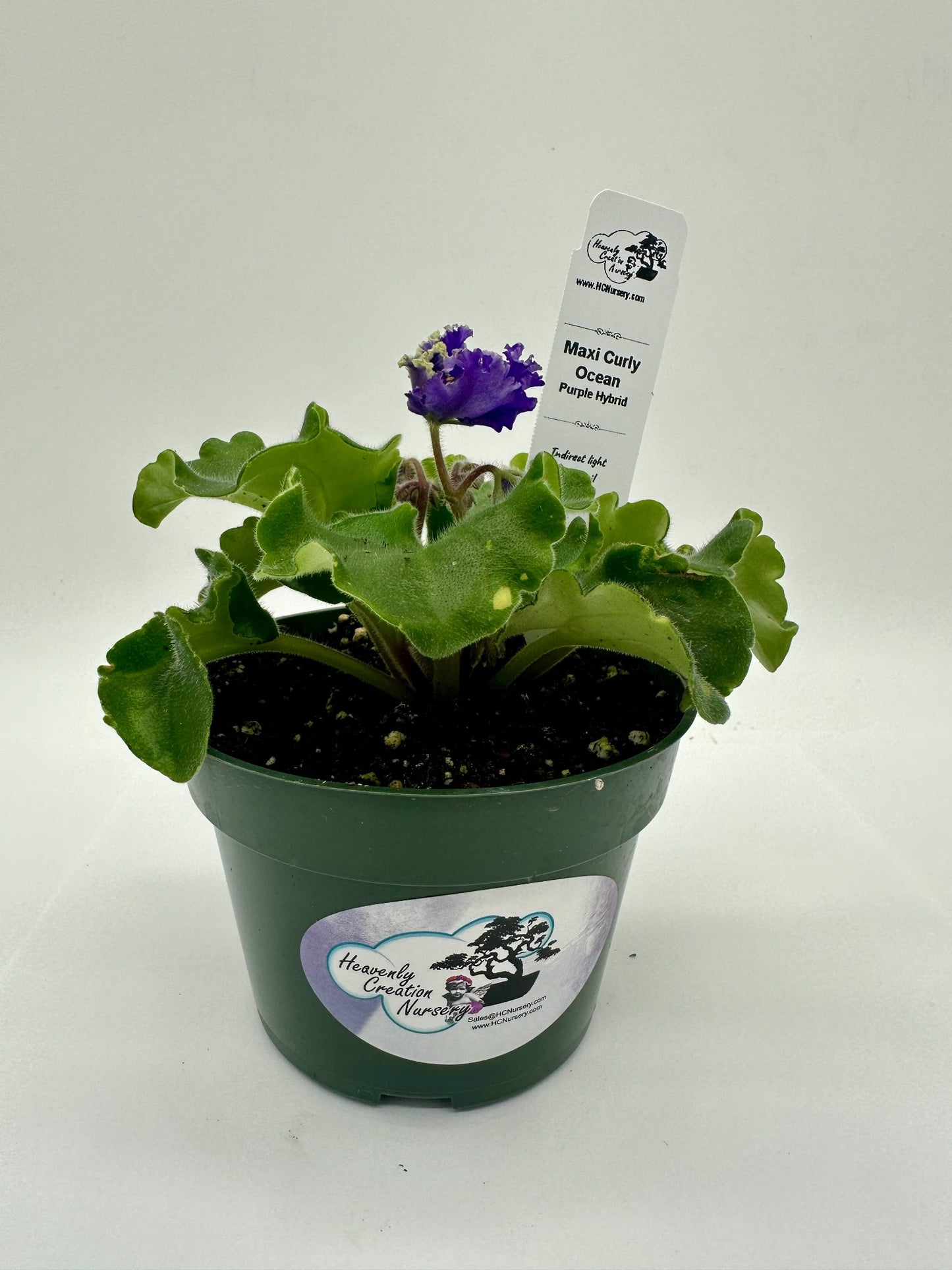 Maxi Curly Ocean - Dk. Purple Hybrid - Live African Violet 4"