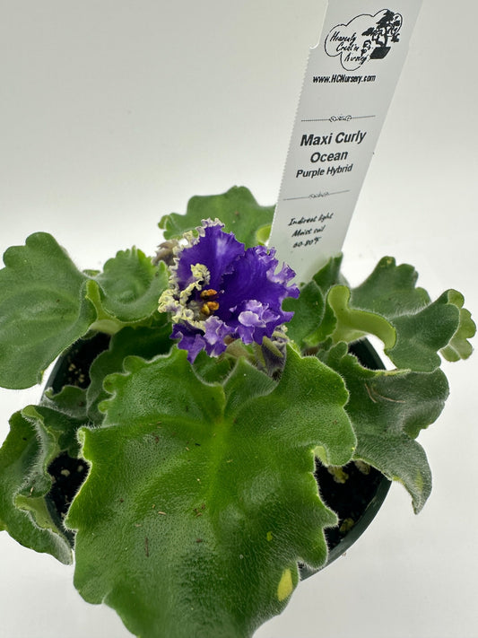 Maxi Curly Ocean - Dk. Purple Hybrid - Live African Violet 4"