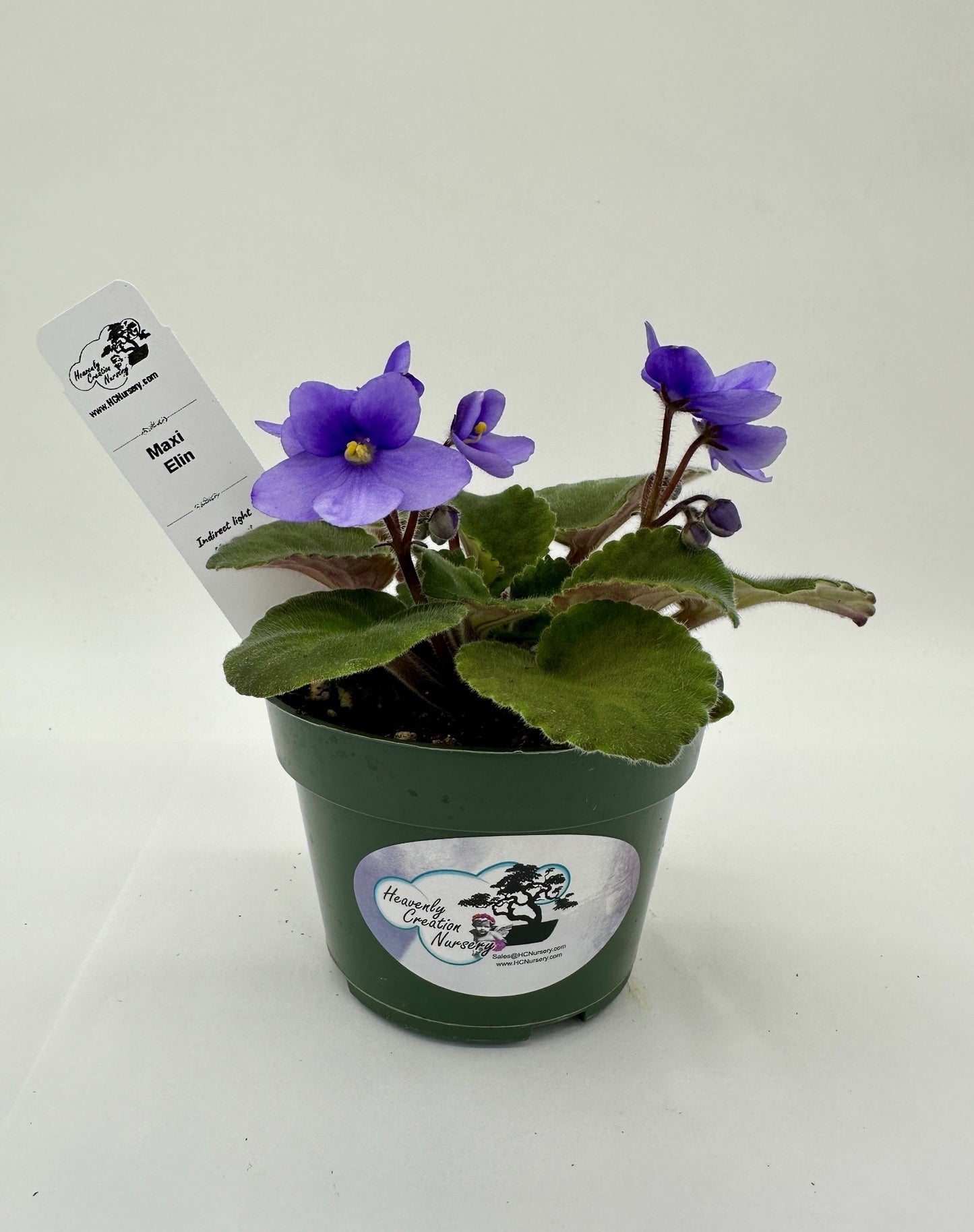 Maxi Elin - Live African Violet 4"