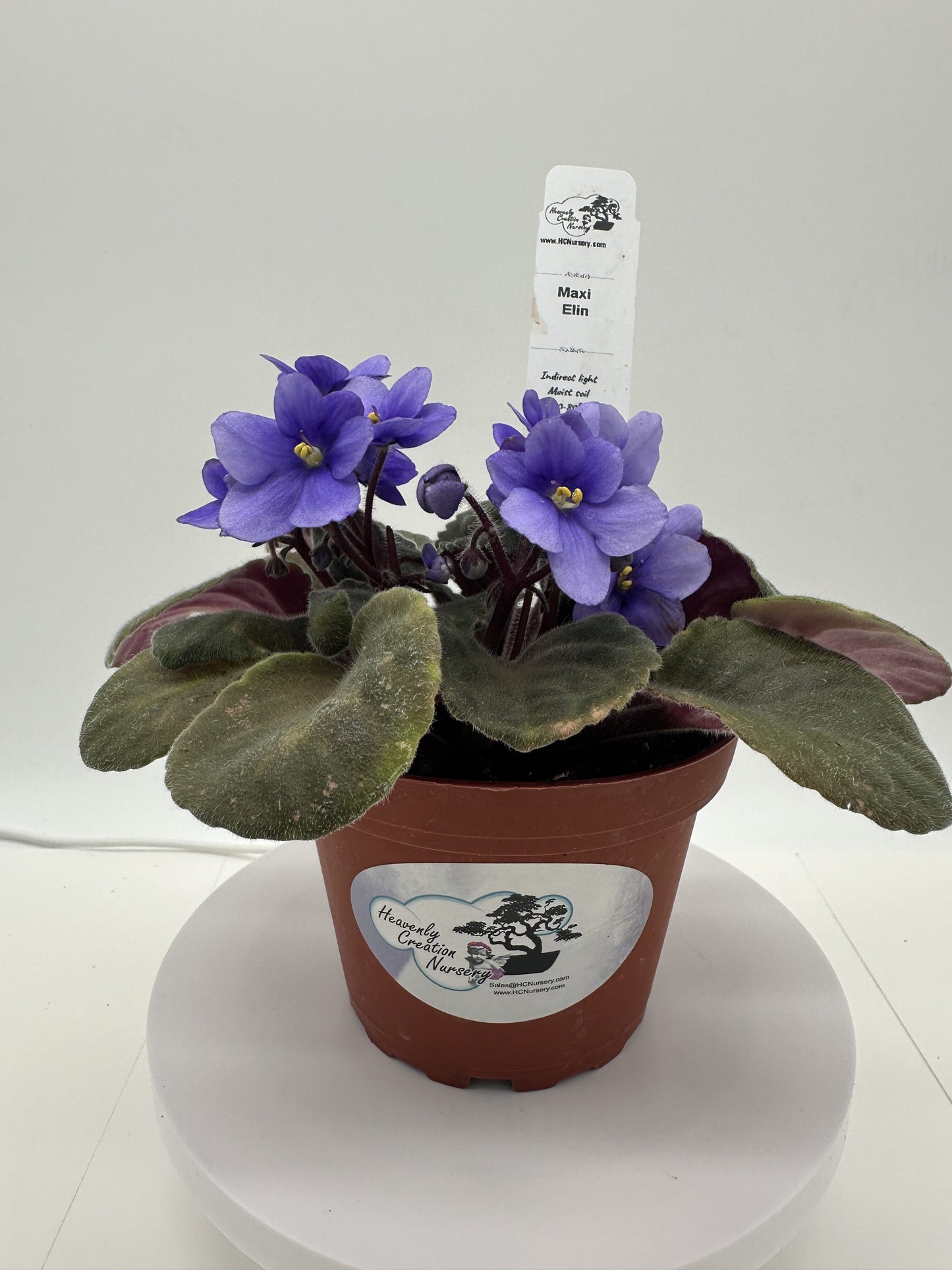 Maxi Elin - Live African Violet 4"