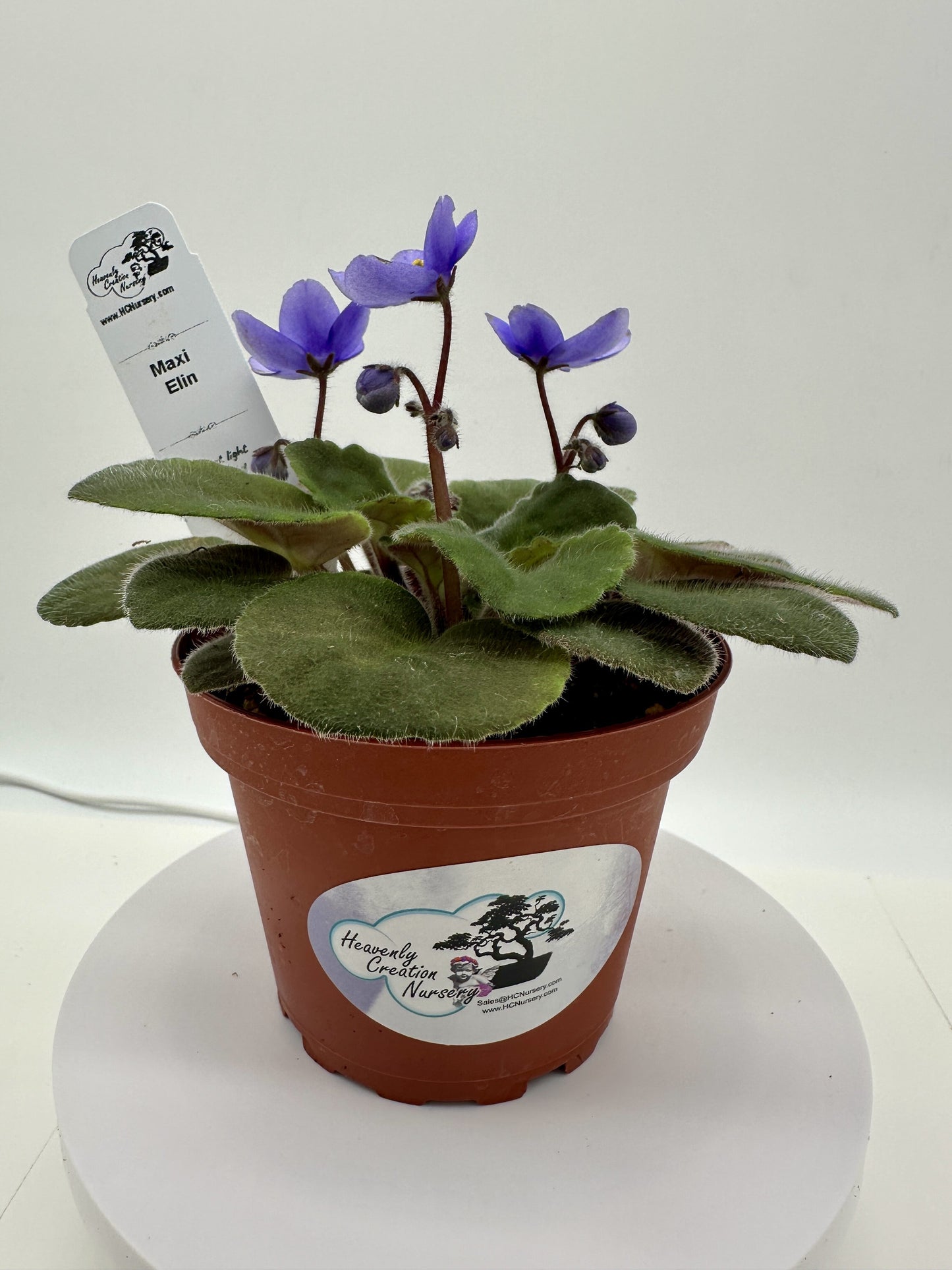 Maxi Elin - Live African Violet 4"