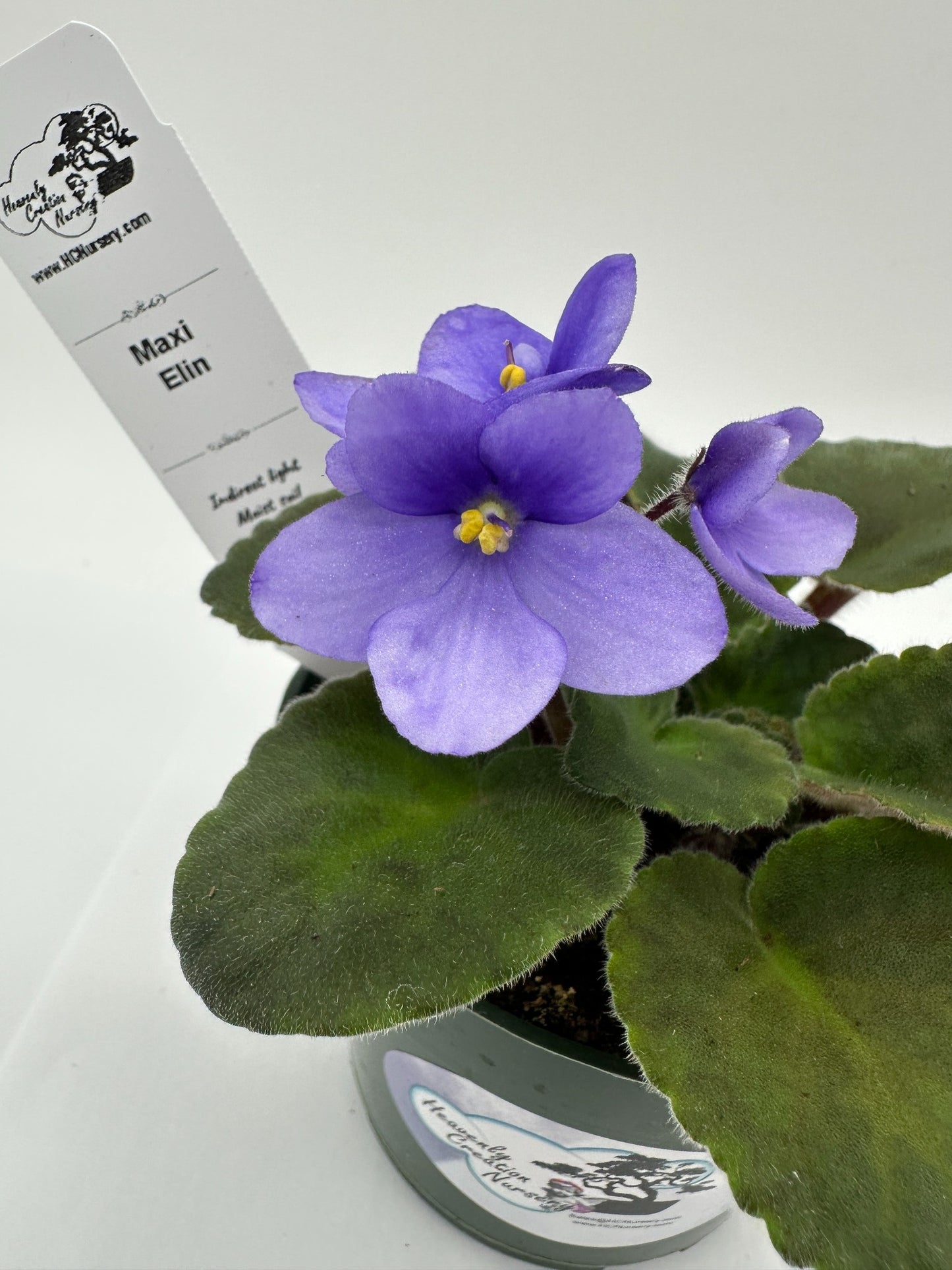Maxi Elin - Live African Violet 4"