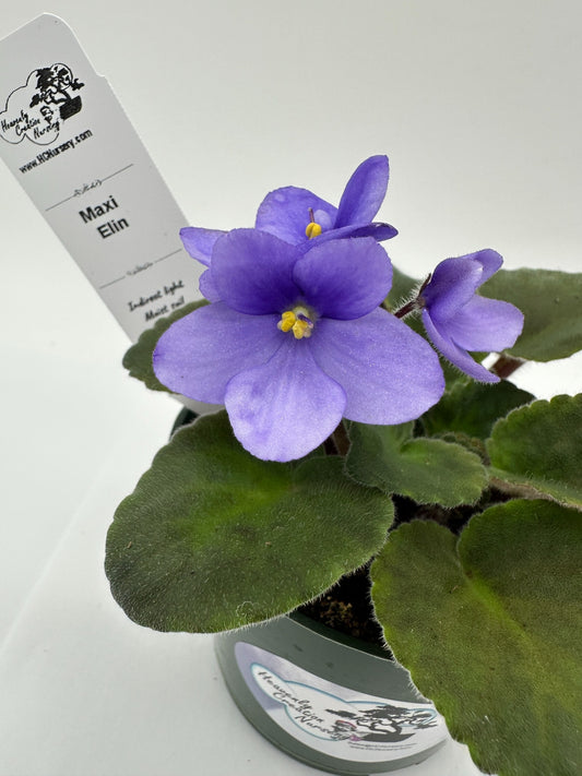 Maxi Elin - Live African Violet 4"
