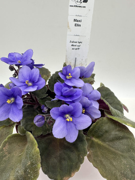 Maxi Elin - Live African Violet 4"