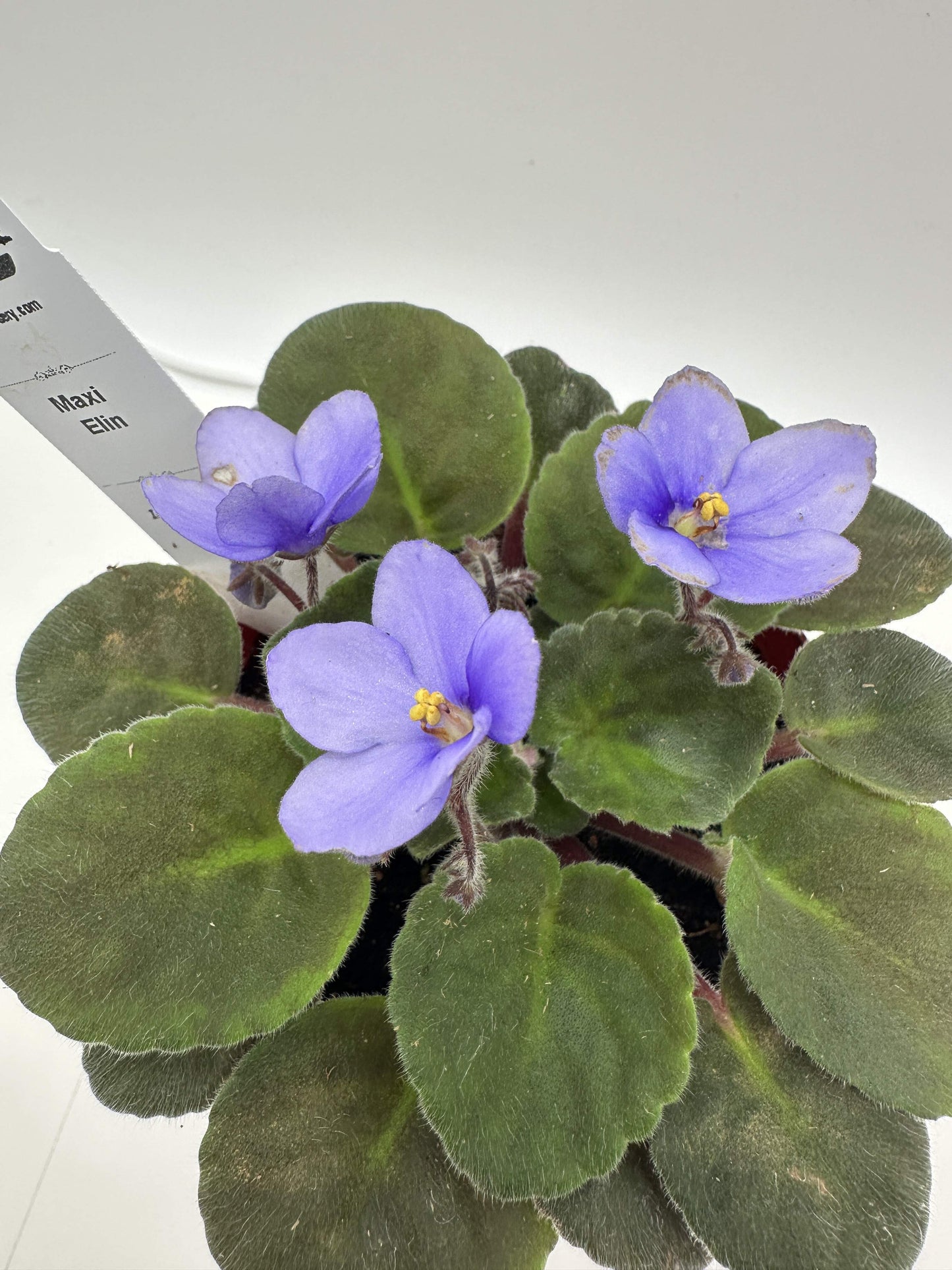 Maxi Elin - Live African Violet 4"