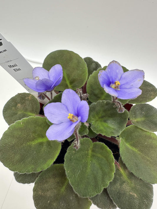 Maxi Elin - Live African Violet 4"