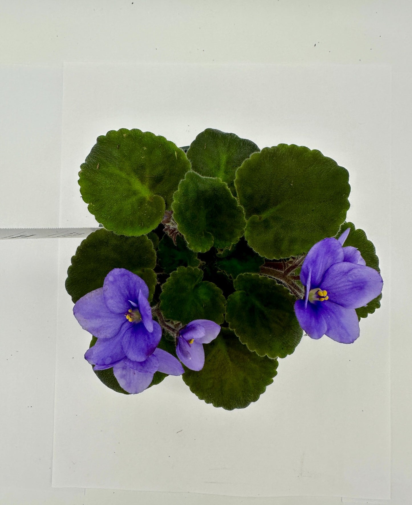 Maxi Elin - Live African Violet 4"