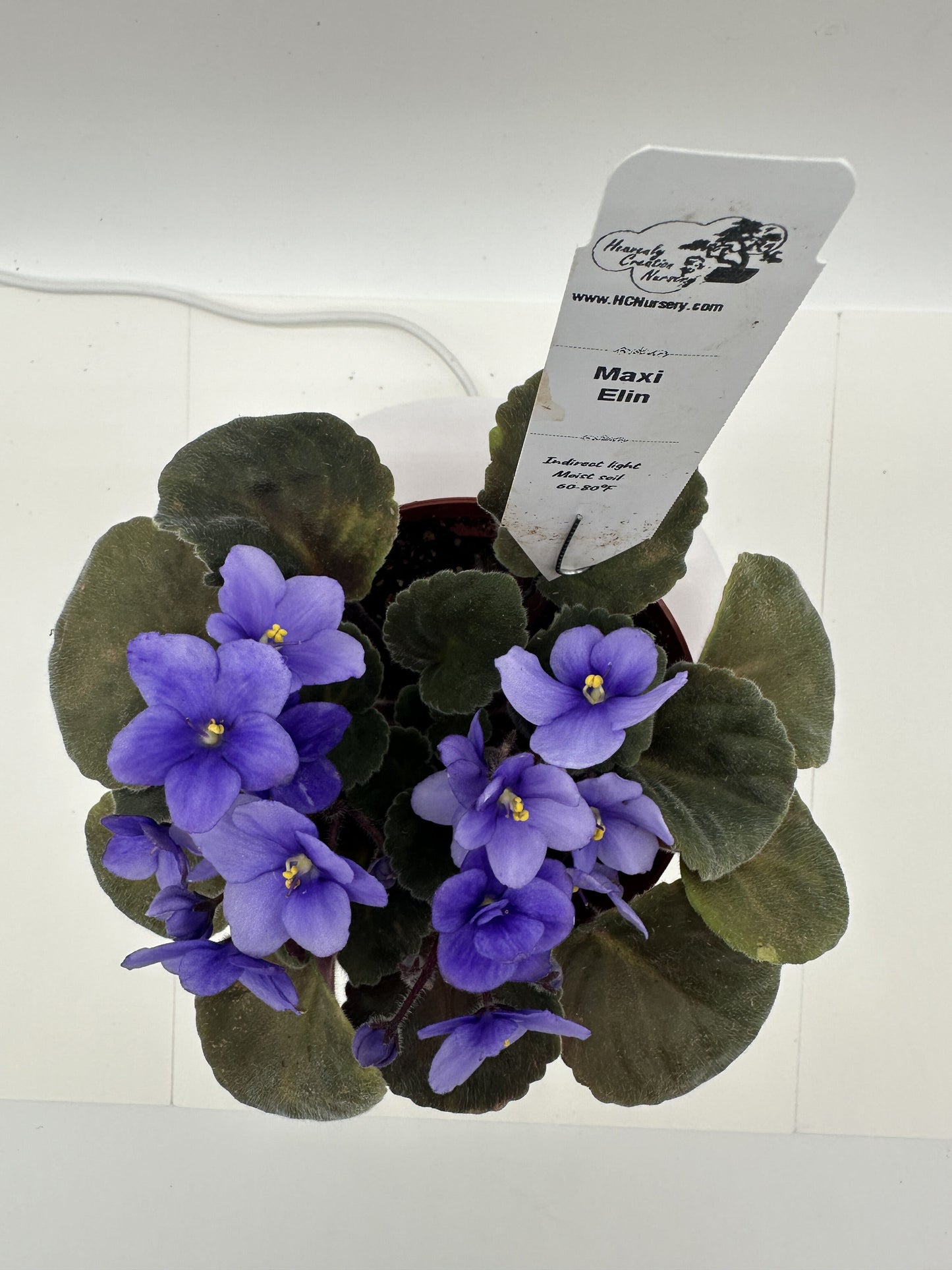 Maxi Elin - Live African Violet 4"