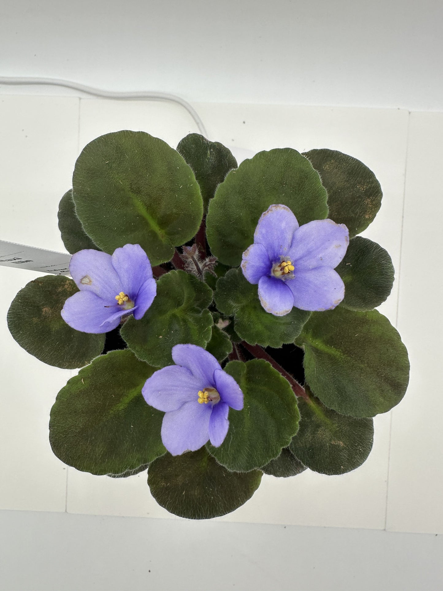 Maxi Elin - Live African Violet 4"