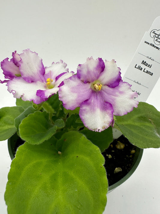 Maxi Lila Lana - Live African Violet 4"