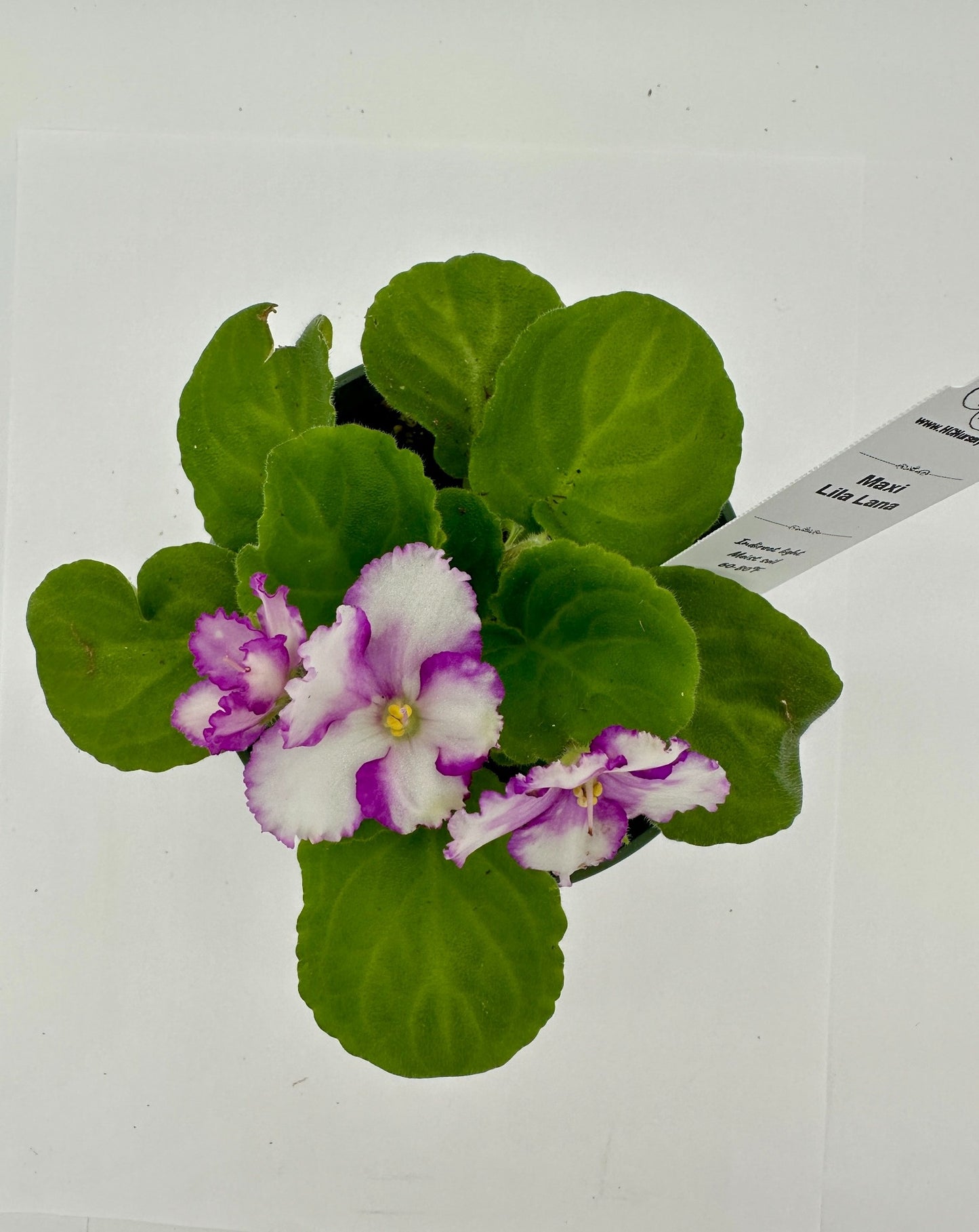 Maxi Lila Lana - Live African Violet 4"