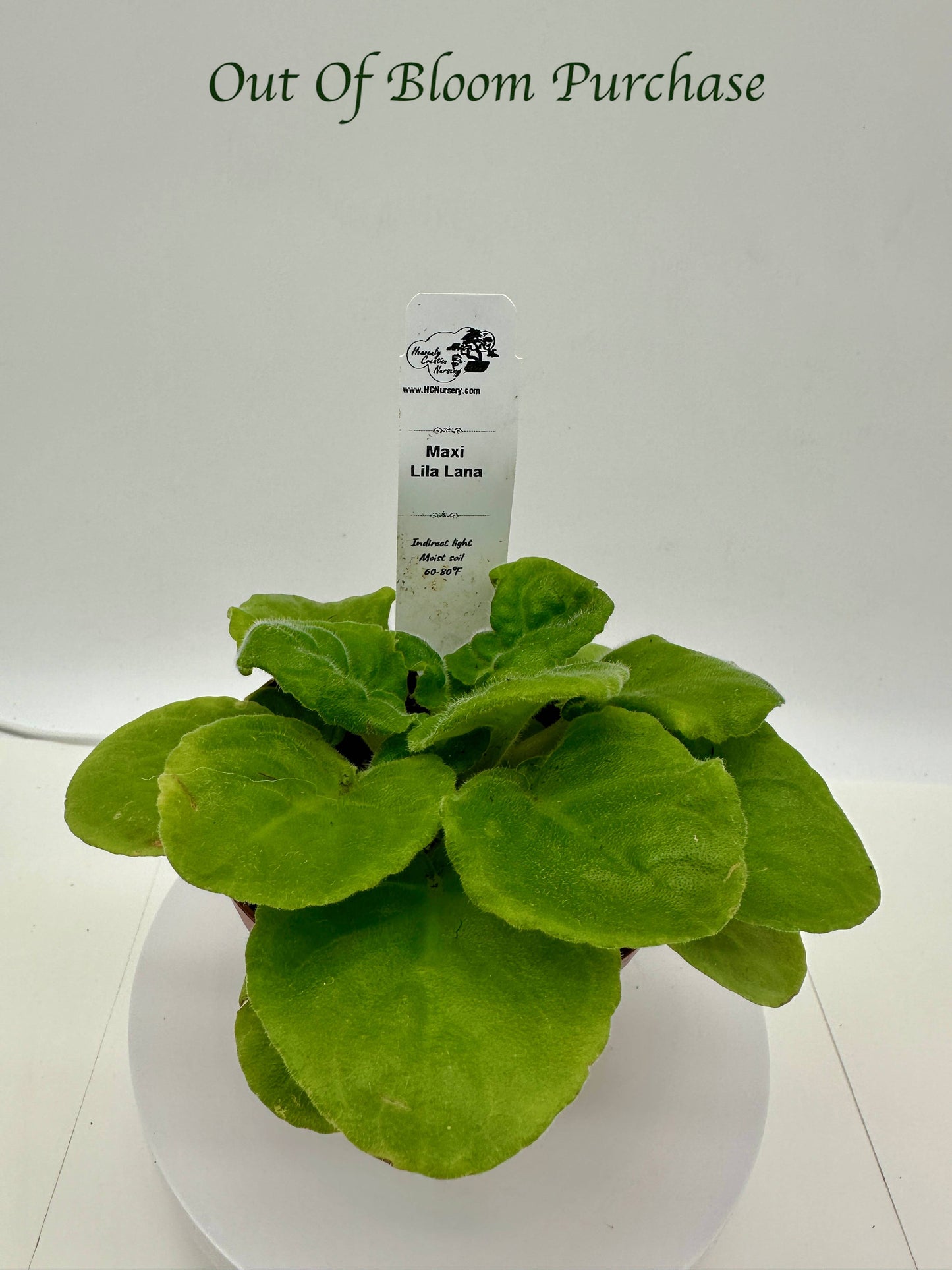Maxi Lila Lana - Live African Violet 4"