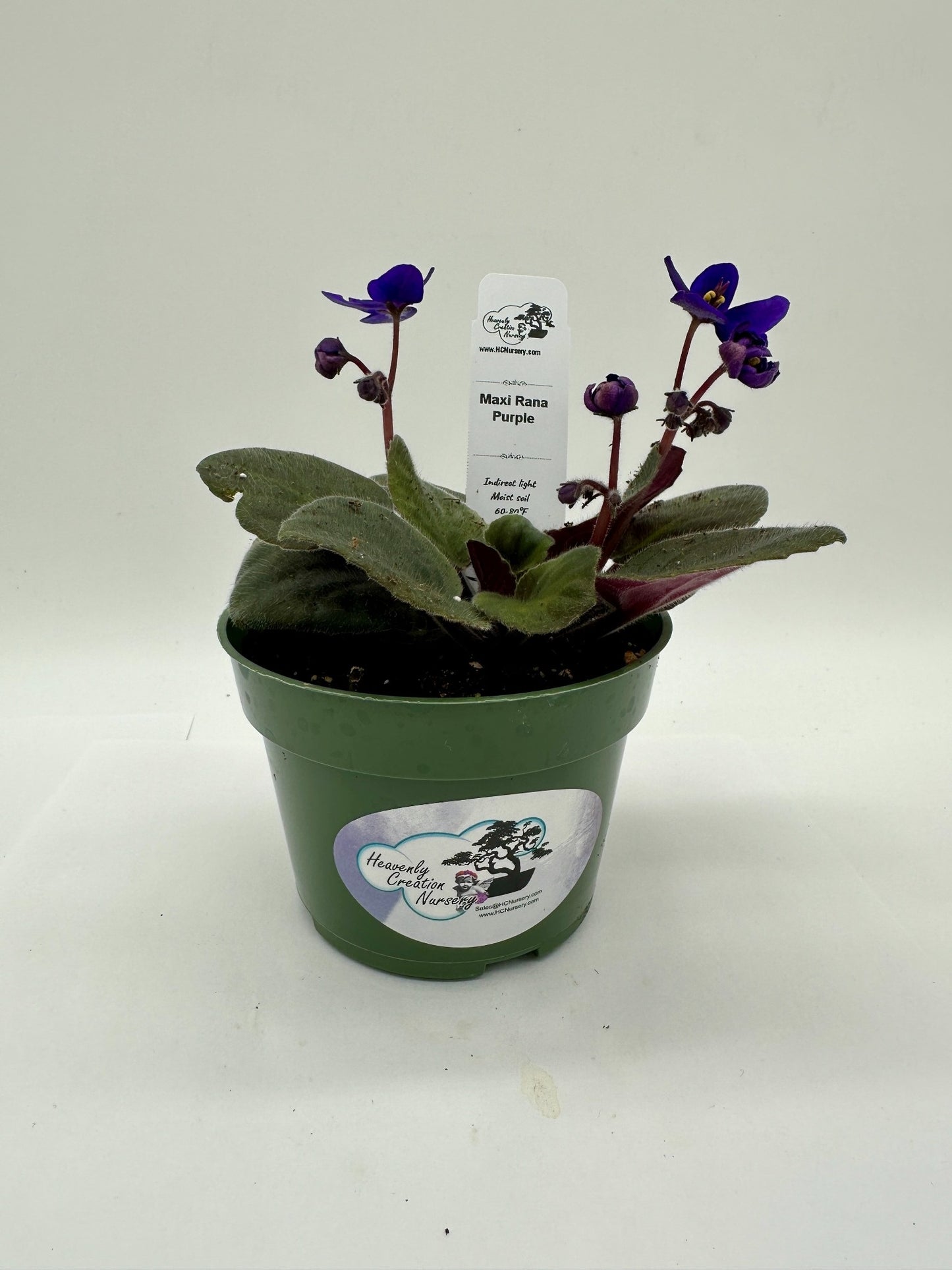 Maxi Rana - Live African Violet 4"