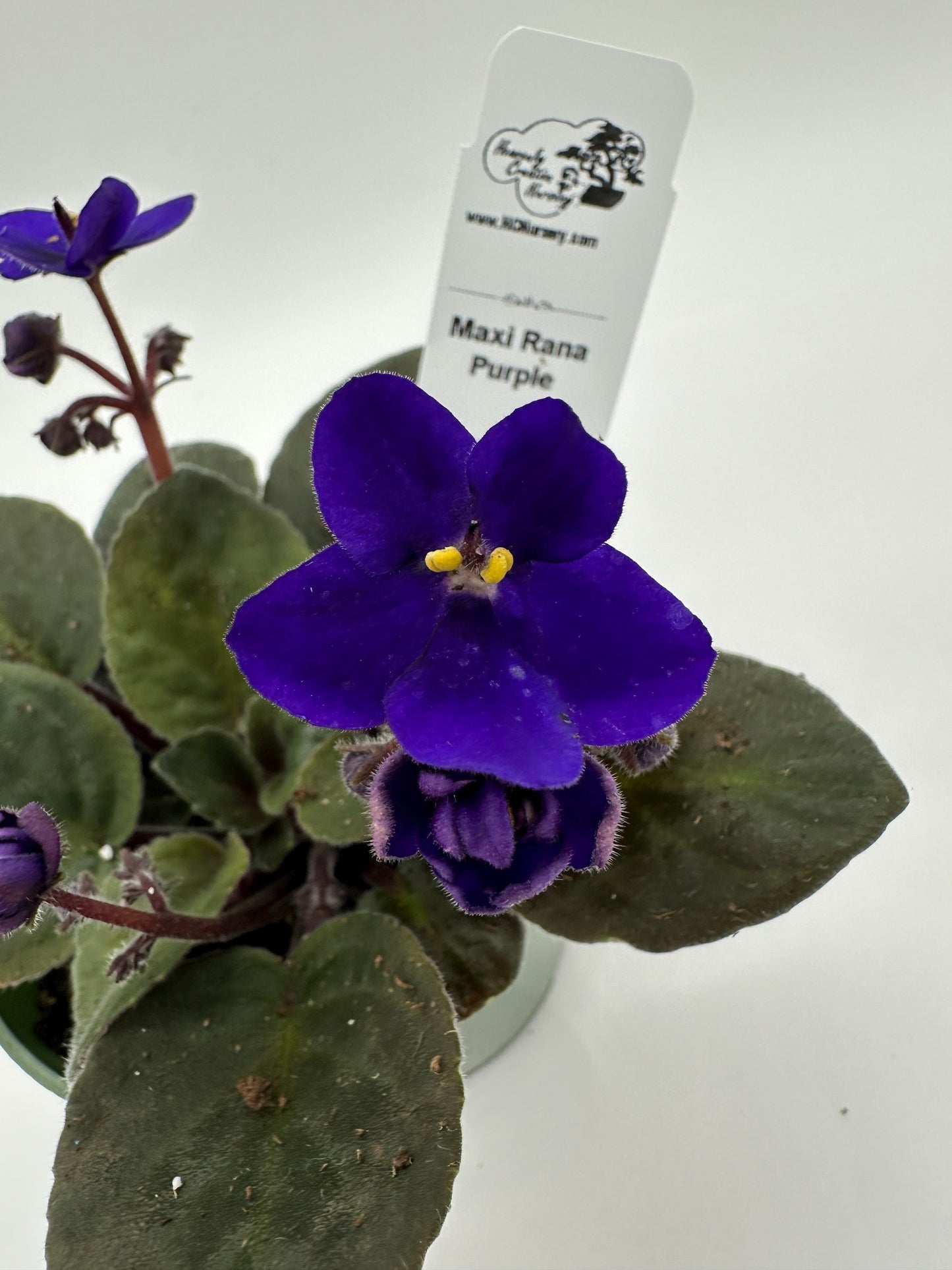 Maxi Rana - Live African Violet 4"