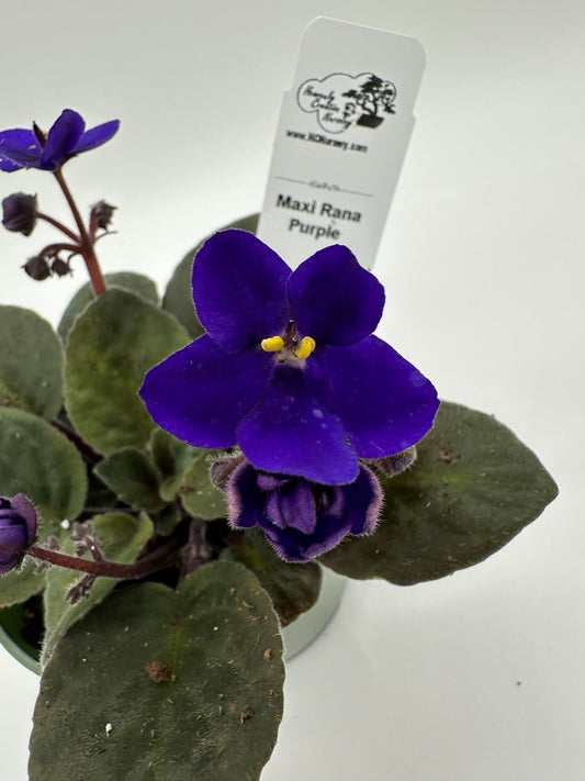 Maxi Rana - Live African Violet 4"