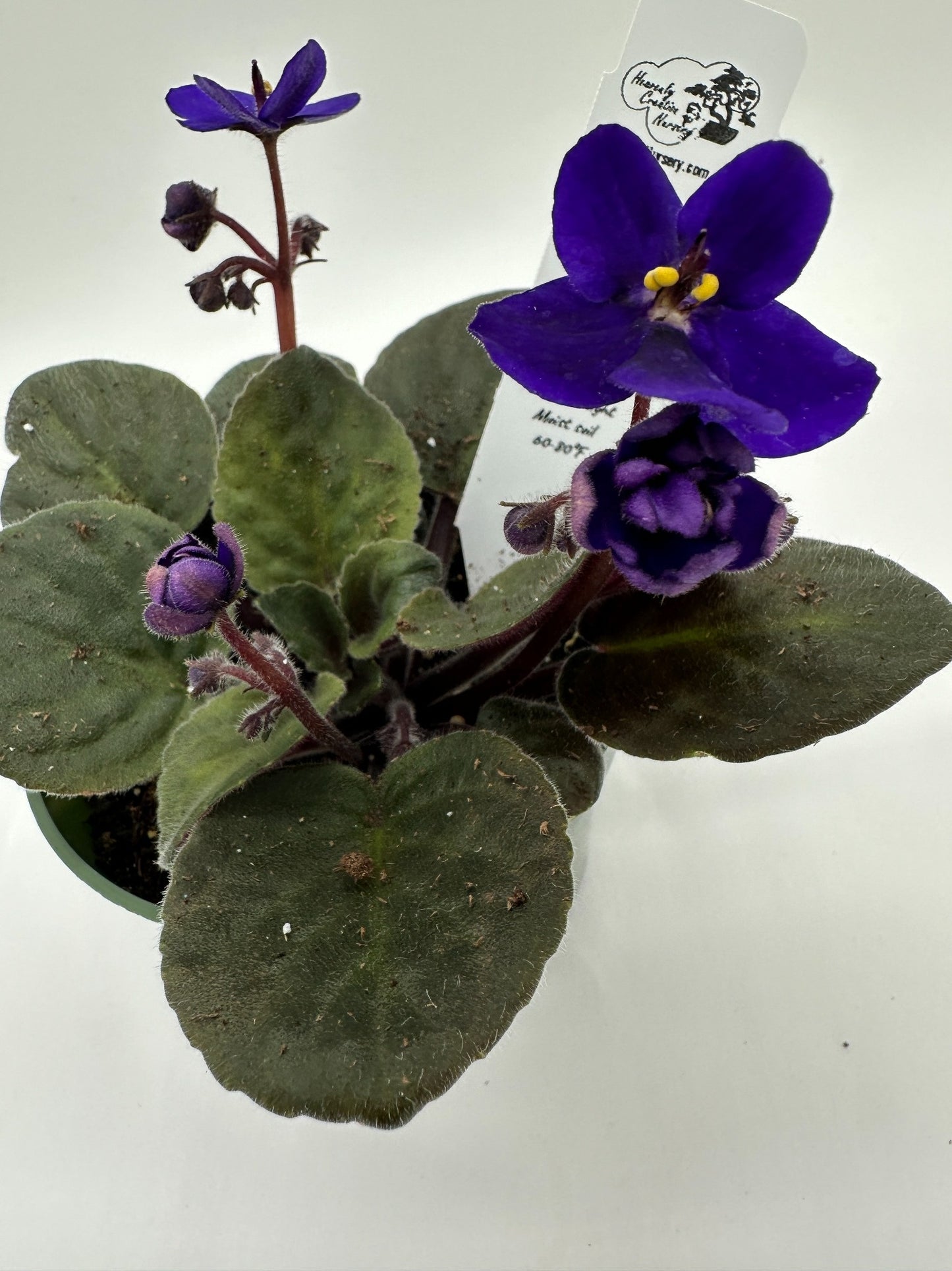 Maxi Rana - Live African Violet 4"