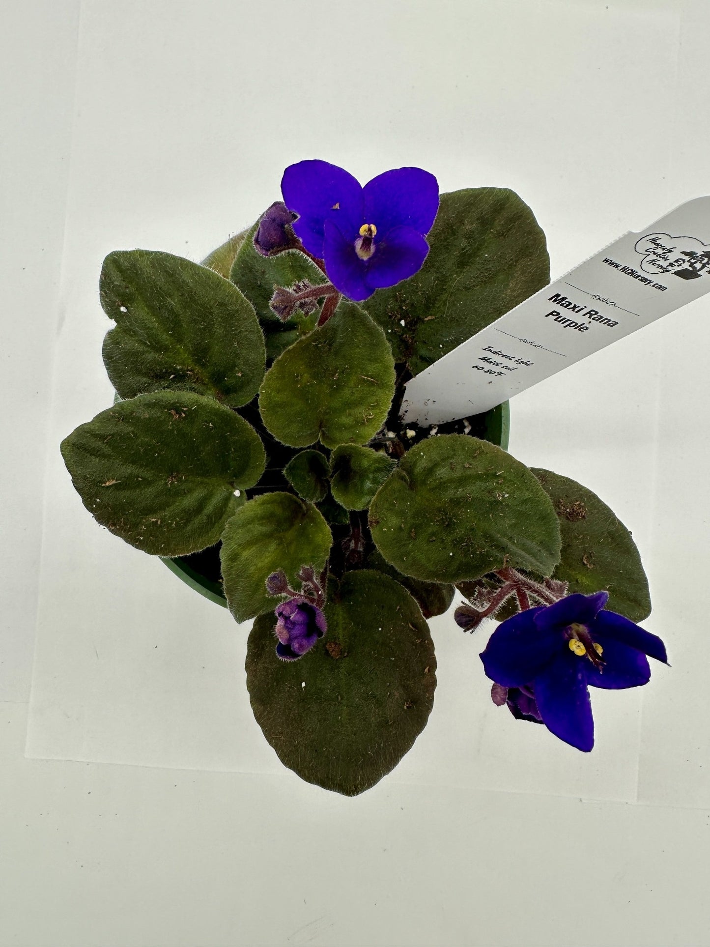 Maxi Rana - Live African Violet 4"
