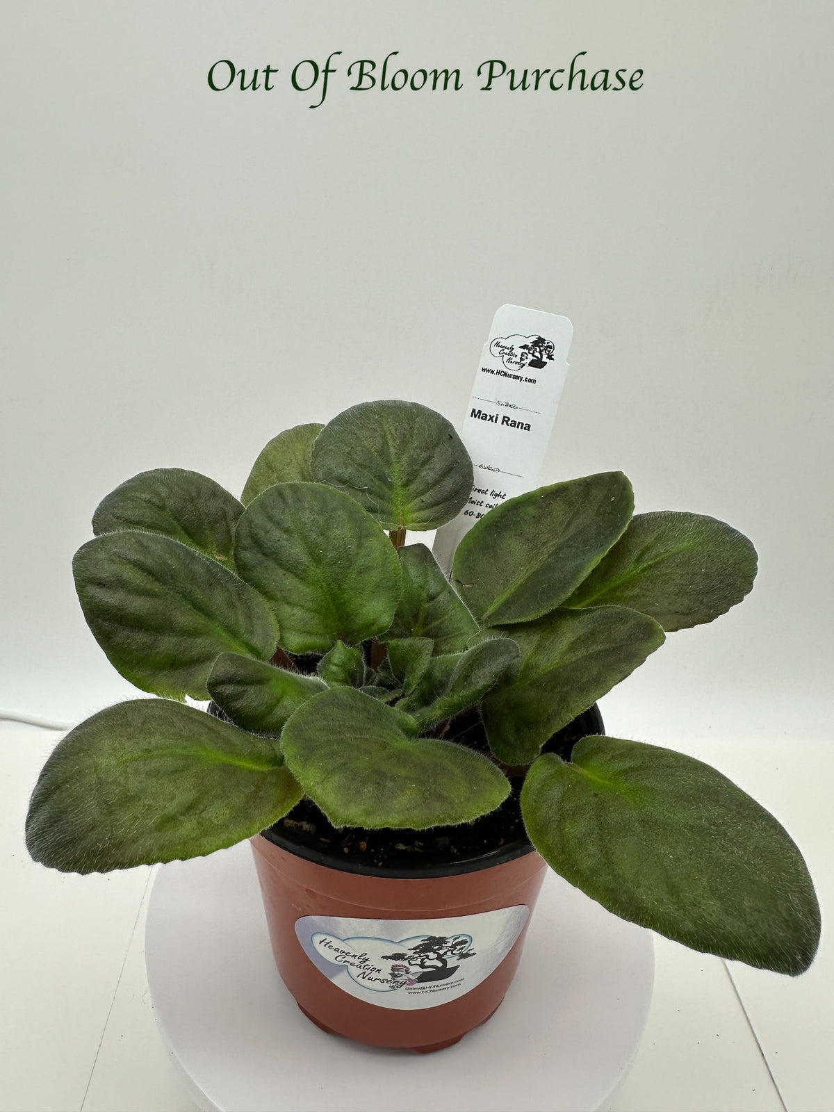 Maxi Rana - Live African Violet 4"
