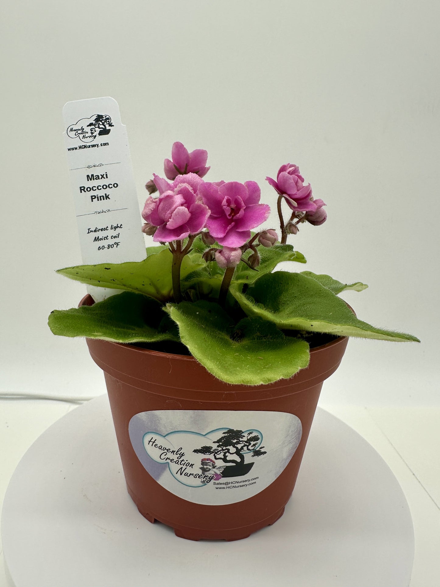 Maxi Roccoco Pink - Live African Violet 4"