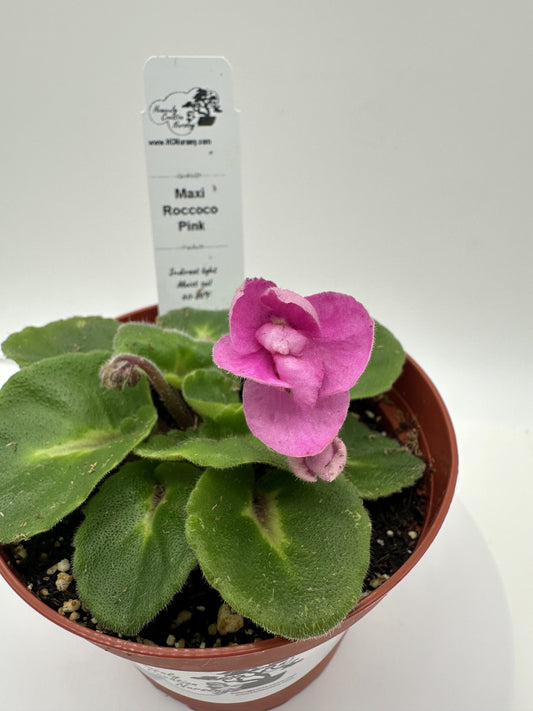 Maxi Roccoco Pink - Live African Violet 4"