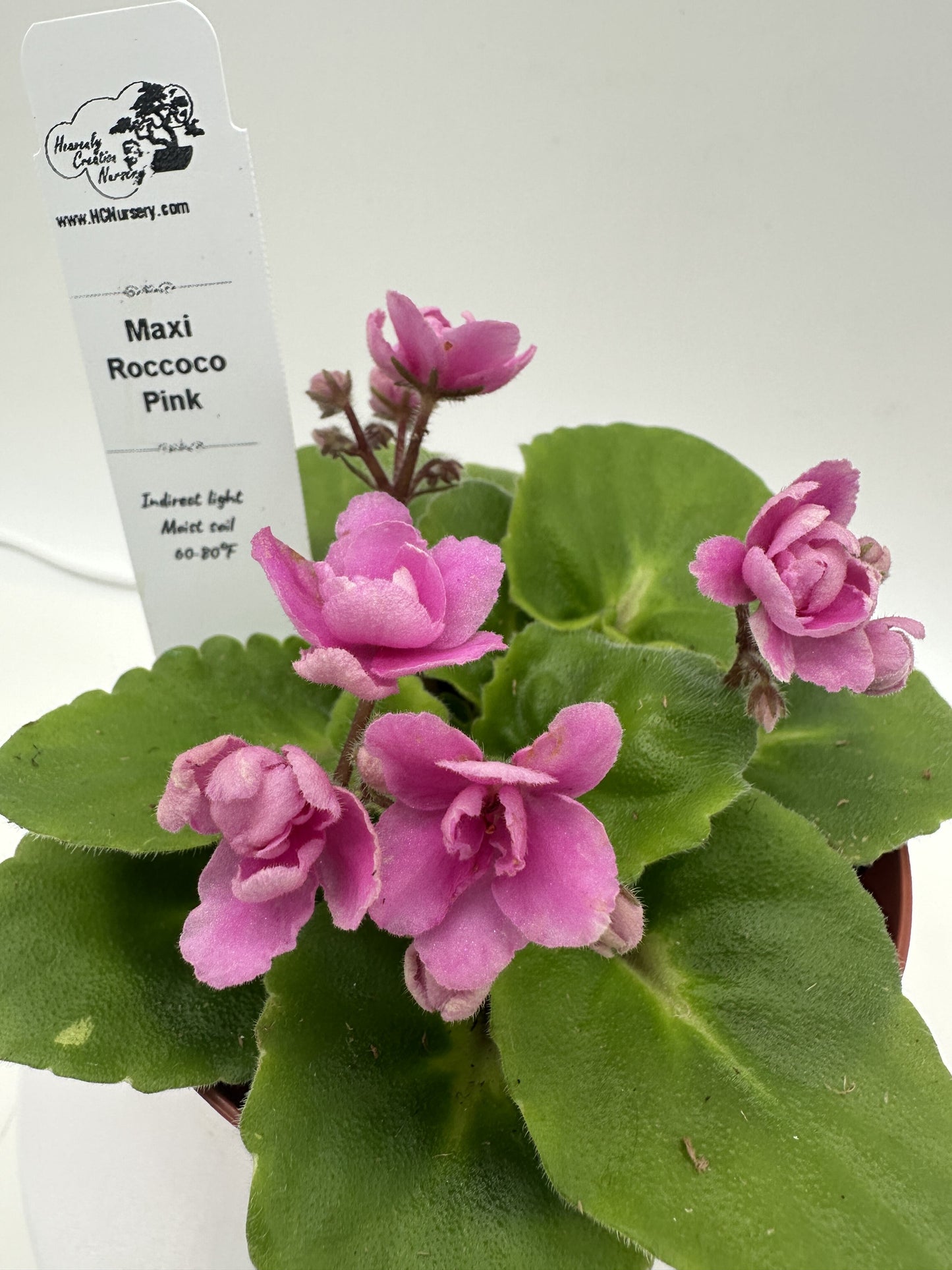 Maxi Roccoco Pink - Live African Violet 4"