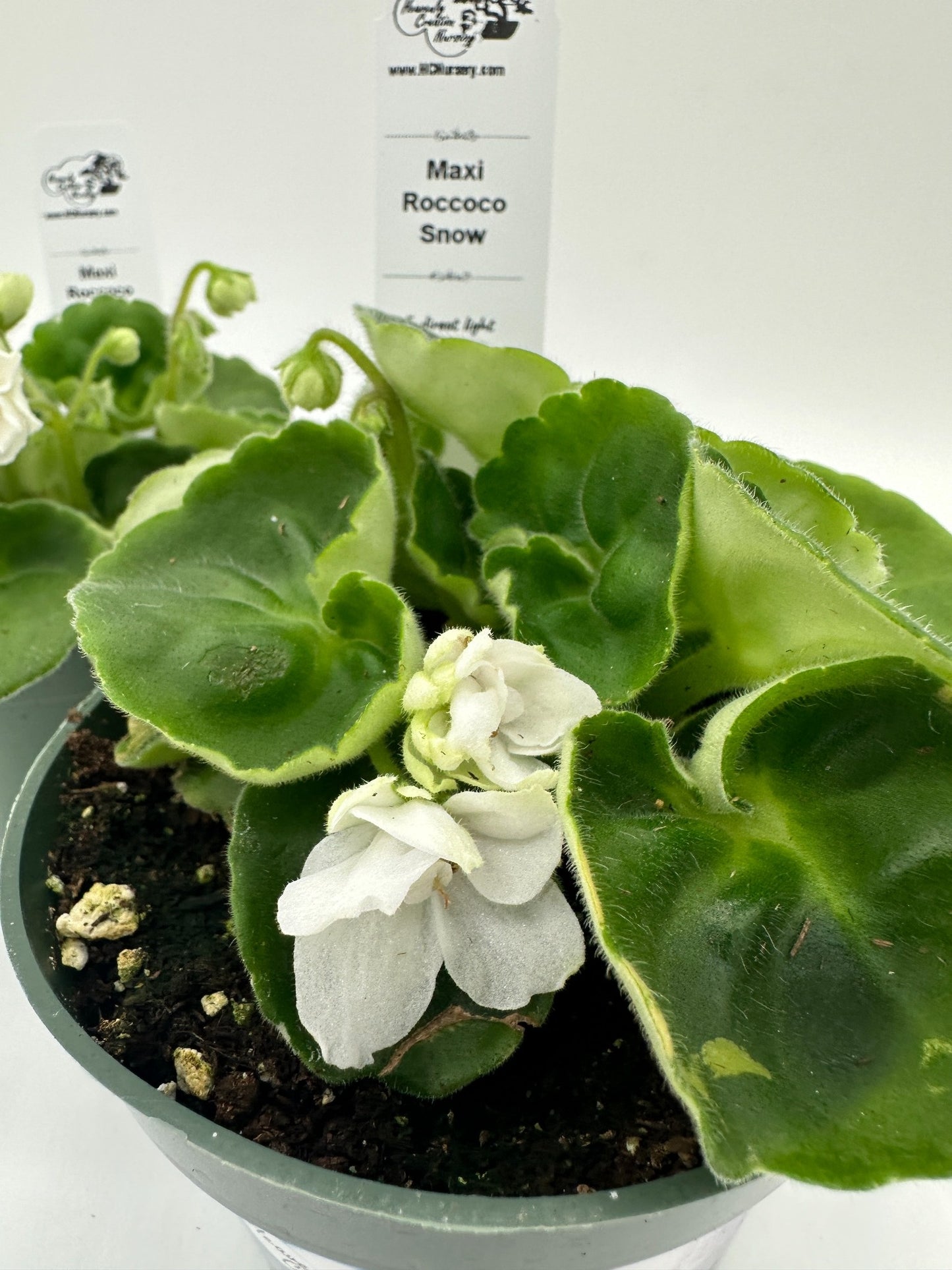 Maxi Roccoco Snow - Live African Violet 4"