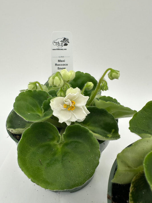 Maxi Roccoco Snow - Live African Violet 4"