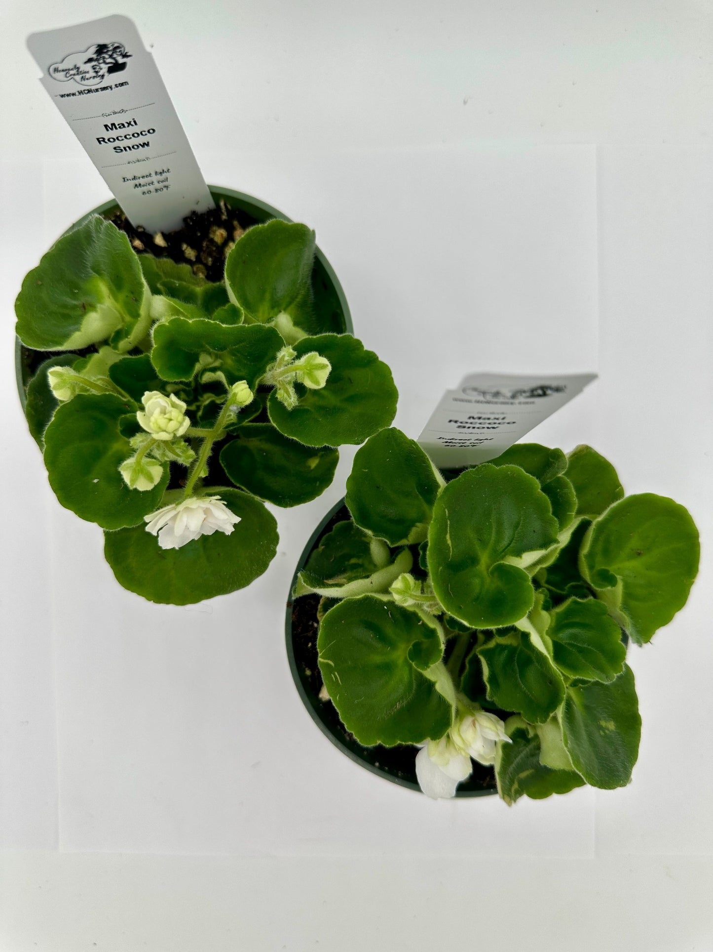 Maxi Roccoco Snow - Live African Violet 4"