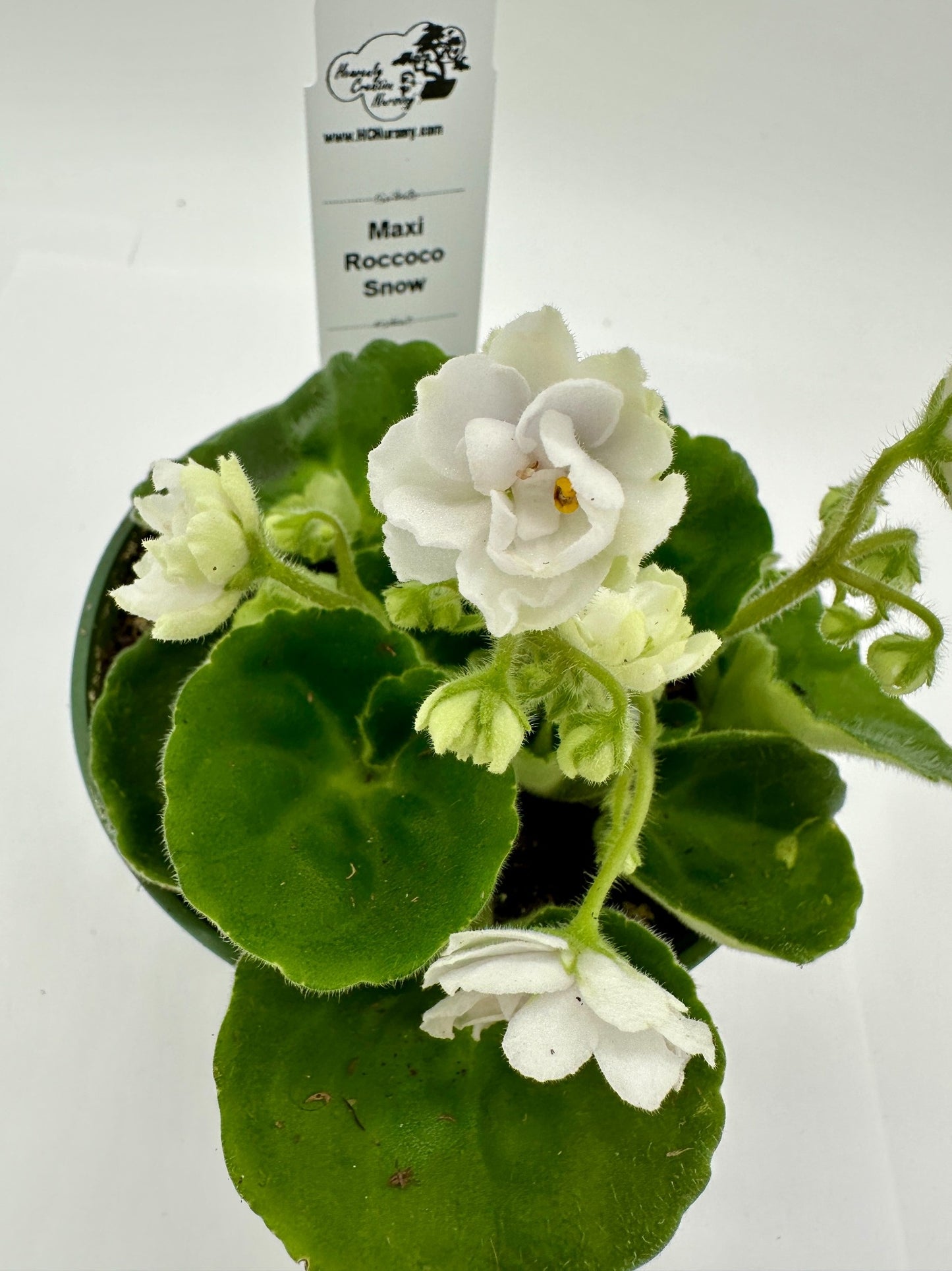 Maxi Roccoco Snow - Live African Violet 4"