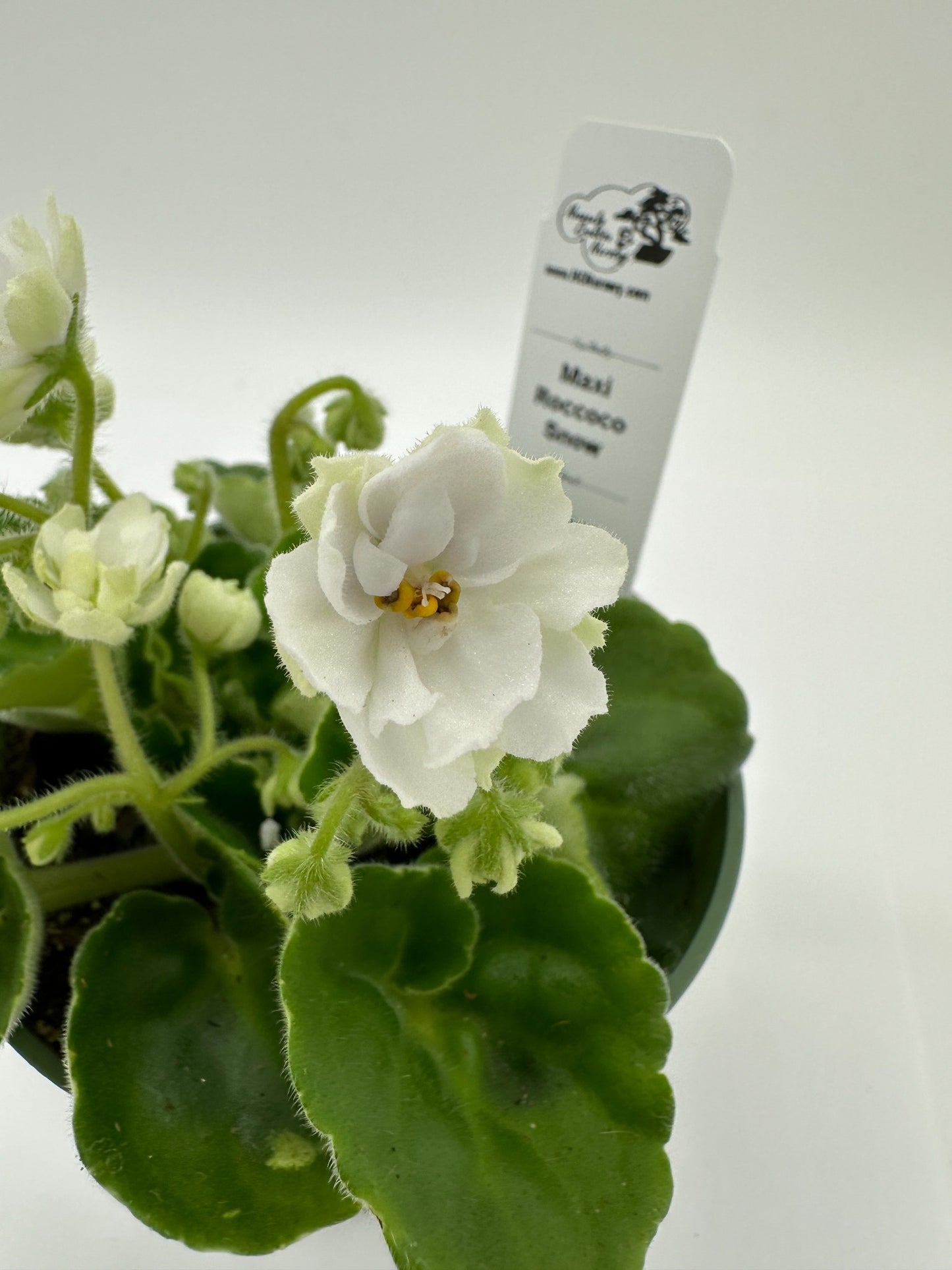 Maxi Roccoco Snow - Live African Violet 4"