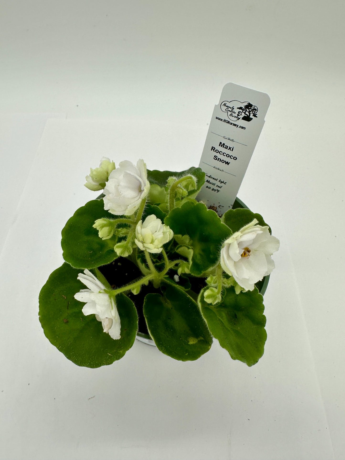 Maxi Roccoco Snow - Live African Violet 4"