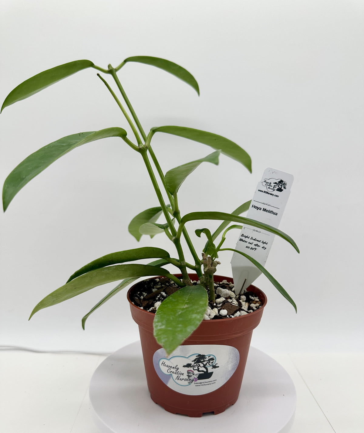 Meliflua - Live Hoya 4"
