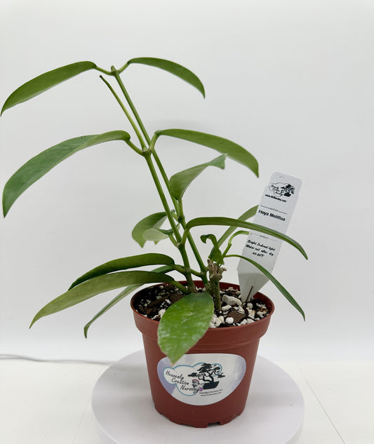 Meliflua - Live Hoya 4"