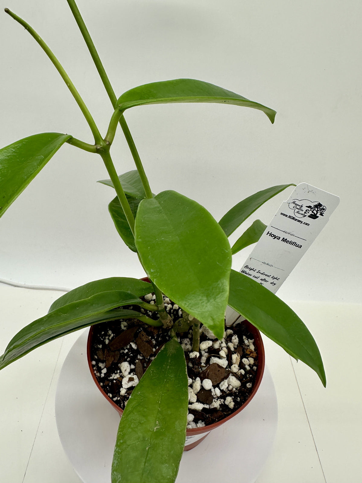 Meliflua - Live Hoya 4"