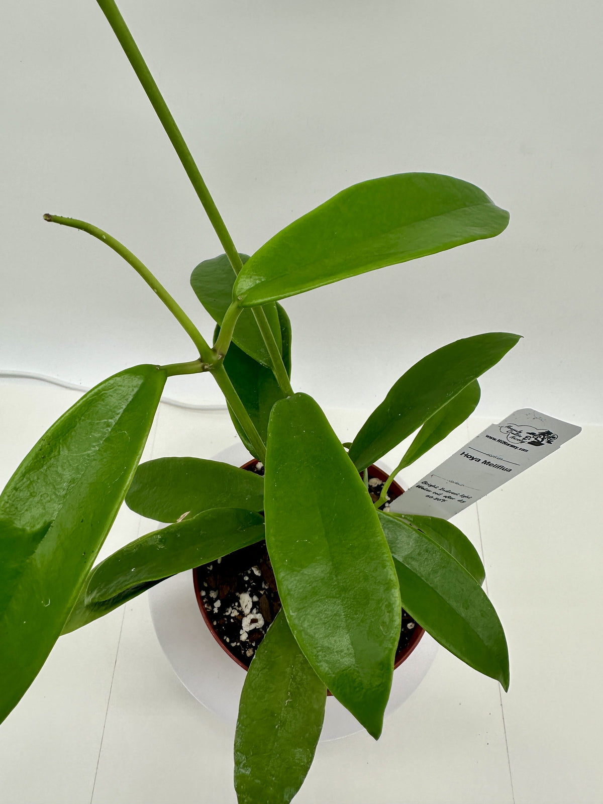 Meliflua - Live Hoya 4"