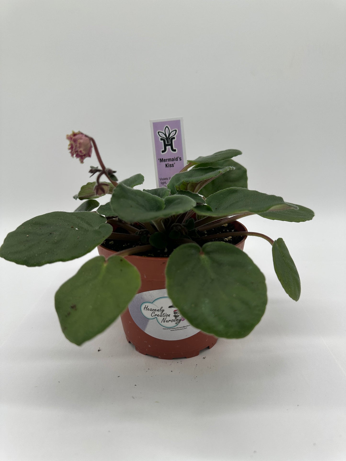 Mermaid's Kiss - Live African Violet 4"