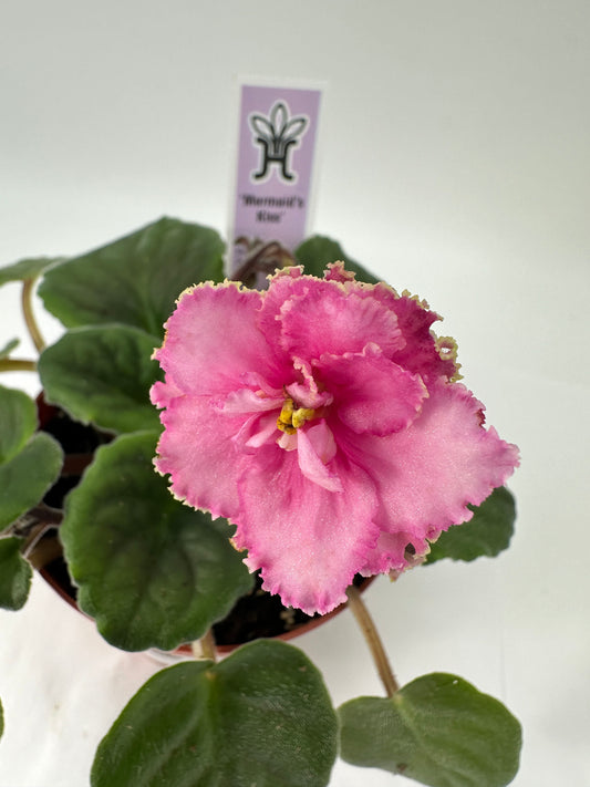 Mermaid's Kiss - Live African Violet 4"