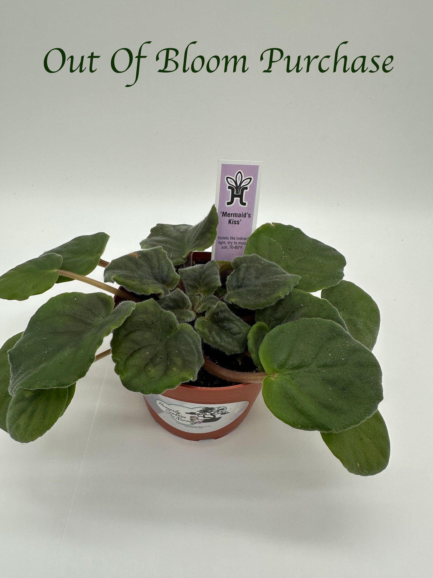 Mermaid's Kiss - Live African Violet 4"