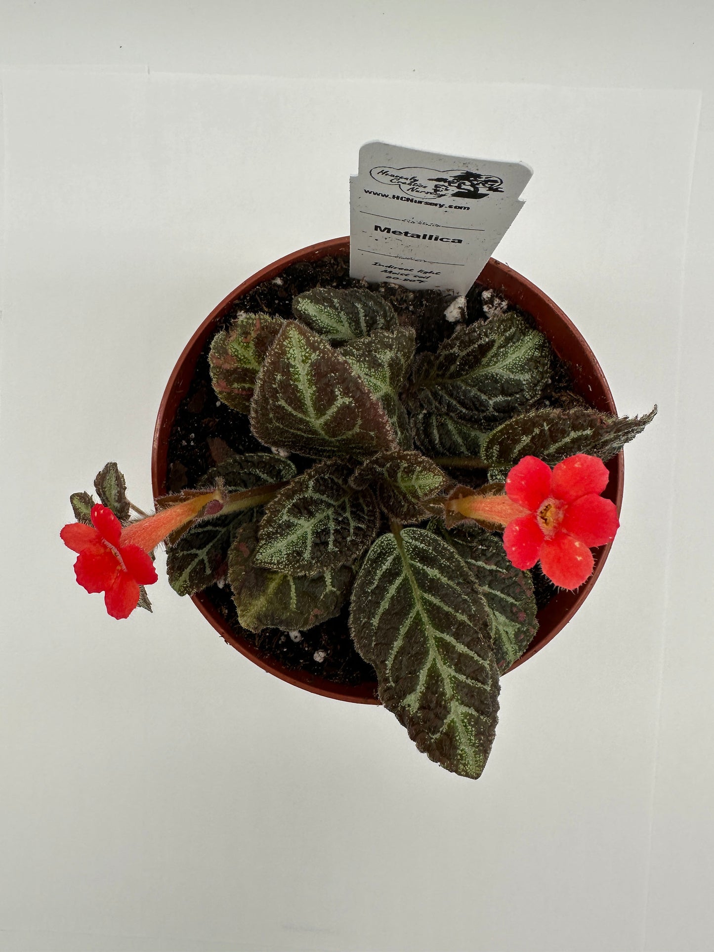 Metallica - Live Episcia 4"