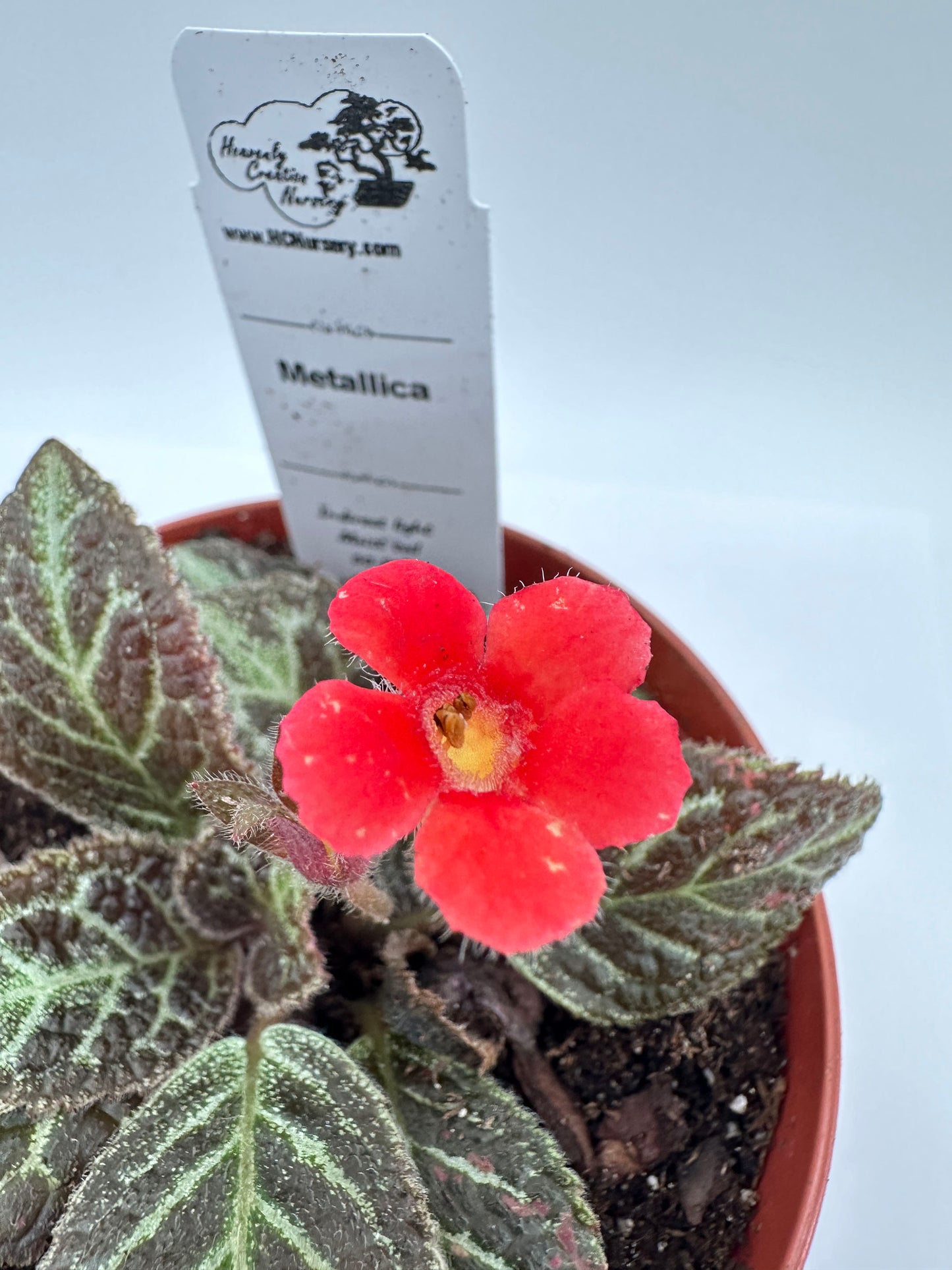 Metallica - Live Episcia 4"