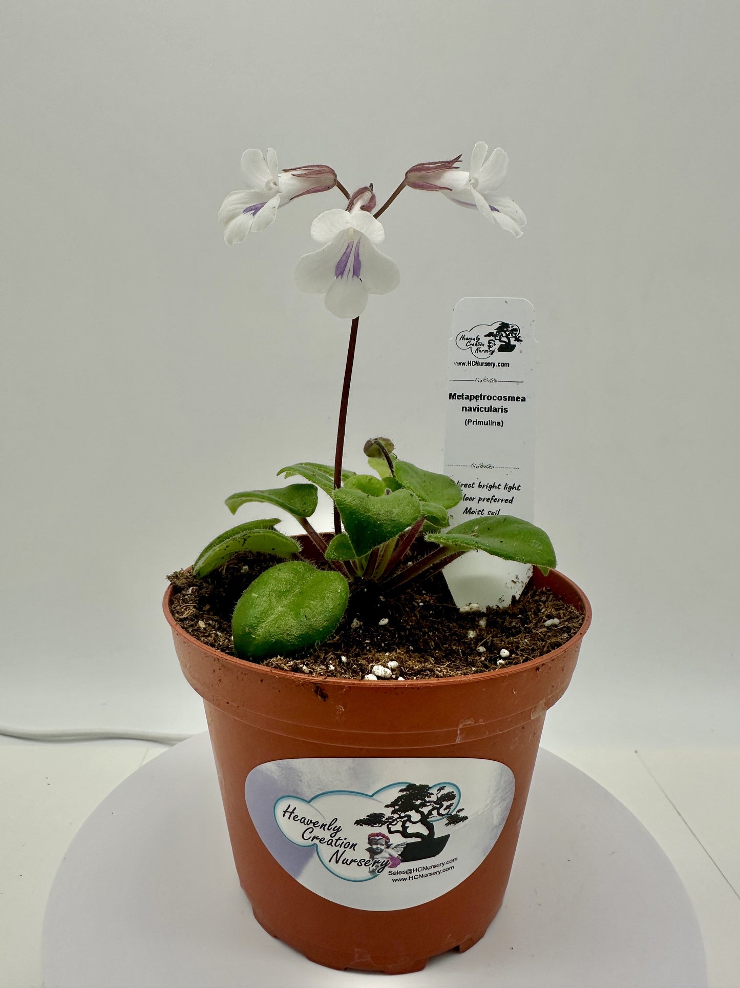 Metapetrocosmea navicularis - Live Plant 4" - Rare